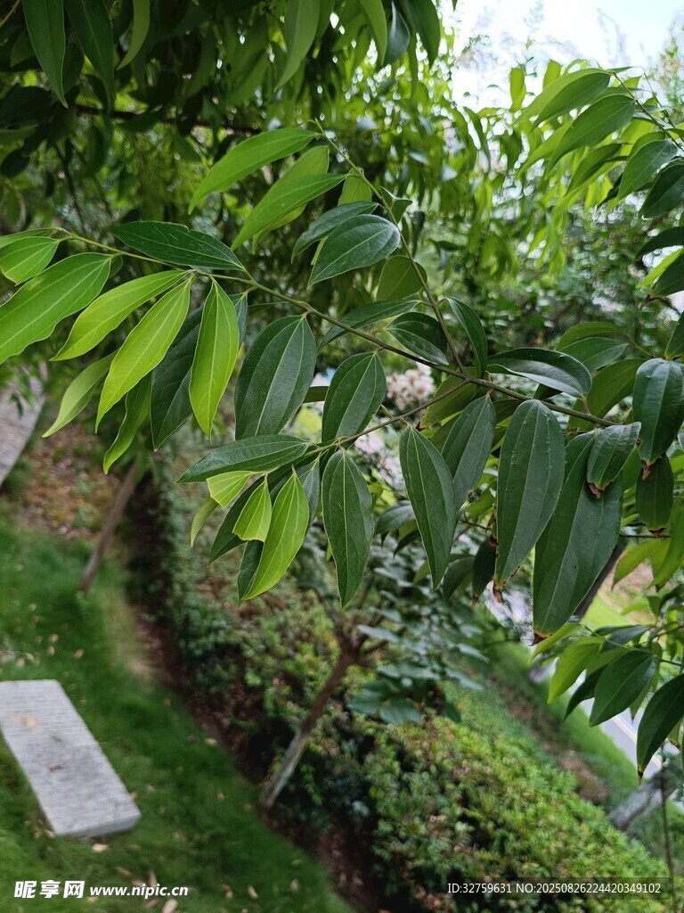 绿叶繁茂的户外景致
