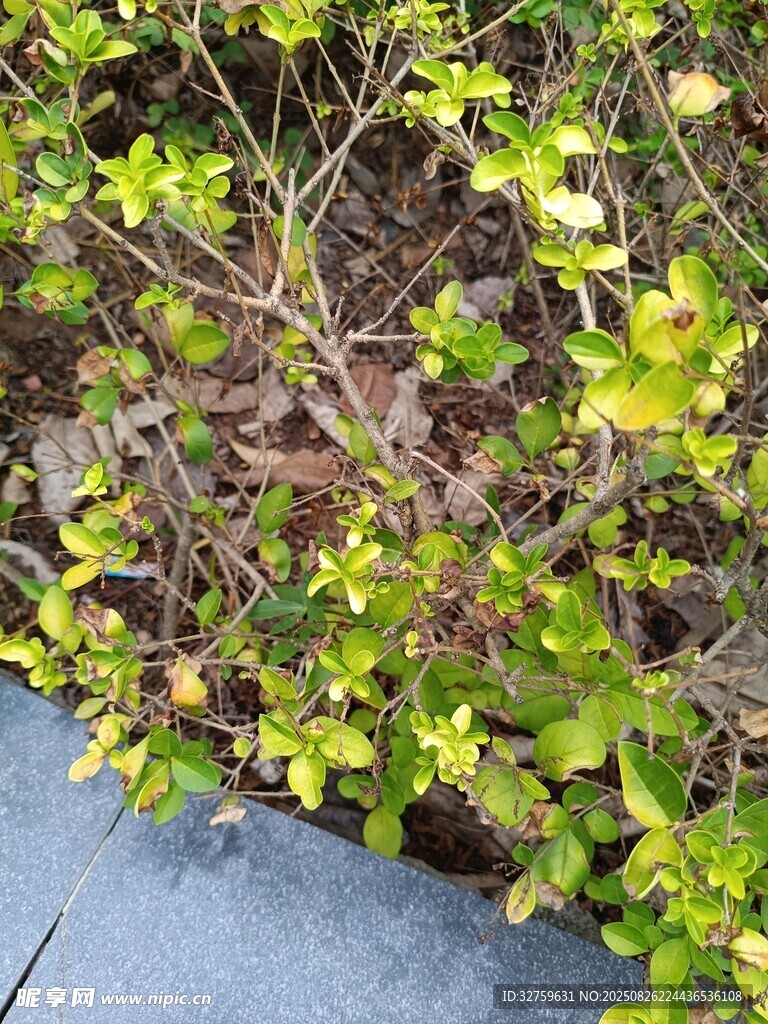 绿叶繁茂的植物景观