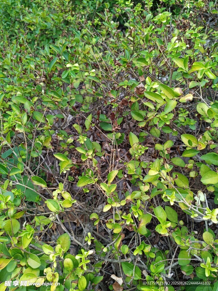 翠绿繁茂的植物景观