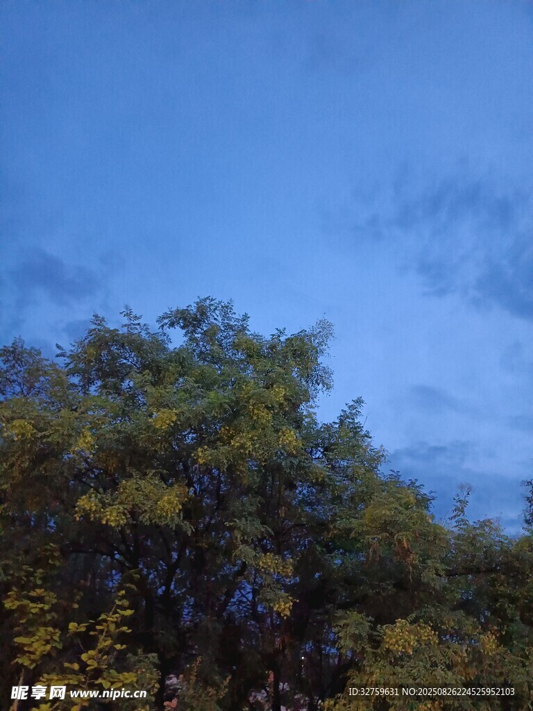 夜幕下的树木与天空