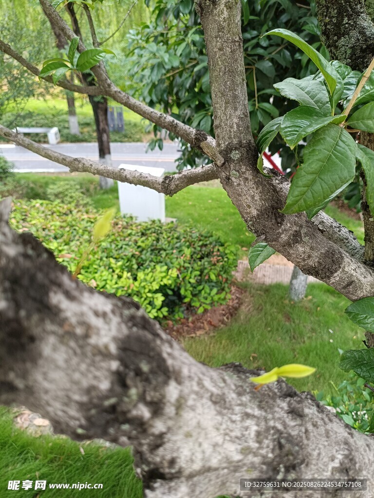 树枝下的绿意景观