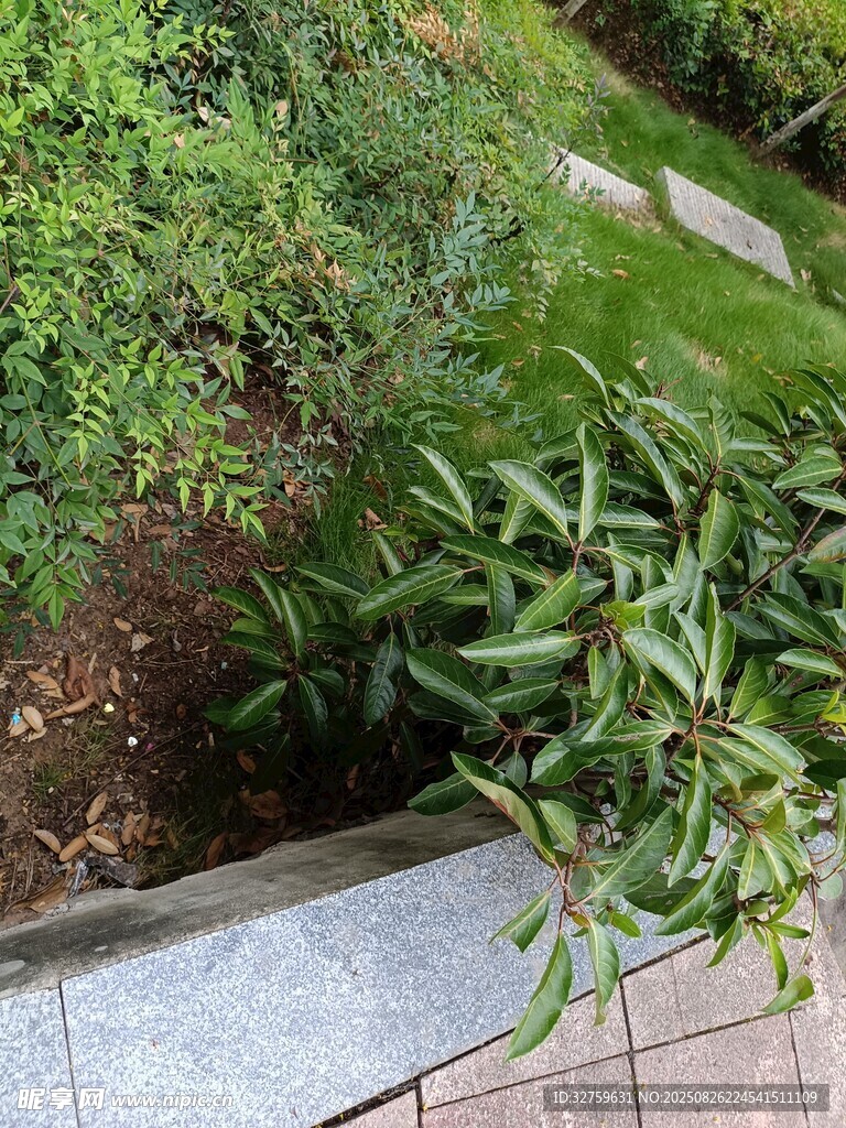 路边绿植景观