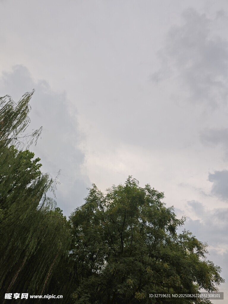 阴天中的绿树与天空