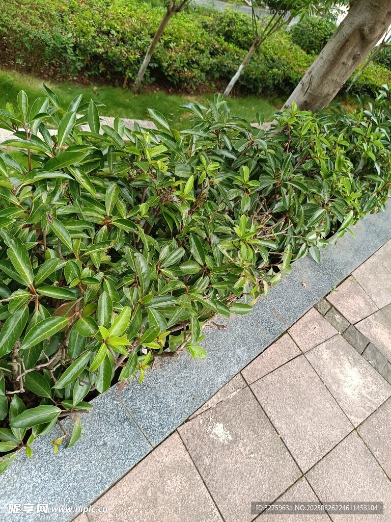 路边绿植景观