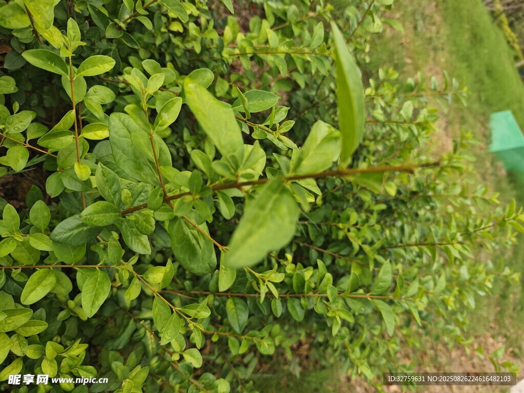 茂盛绿植特写