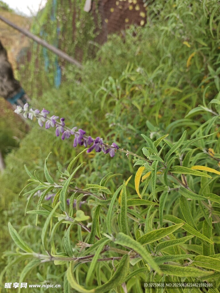 紫色花朵旁的绿色藤蔓