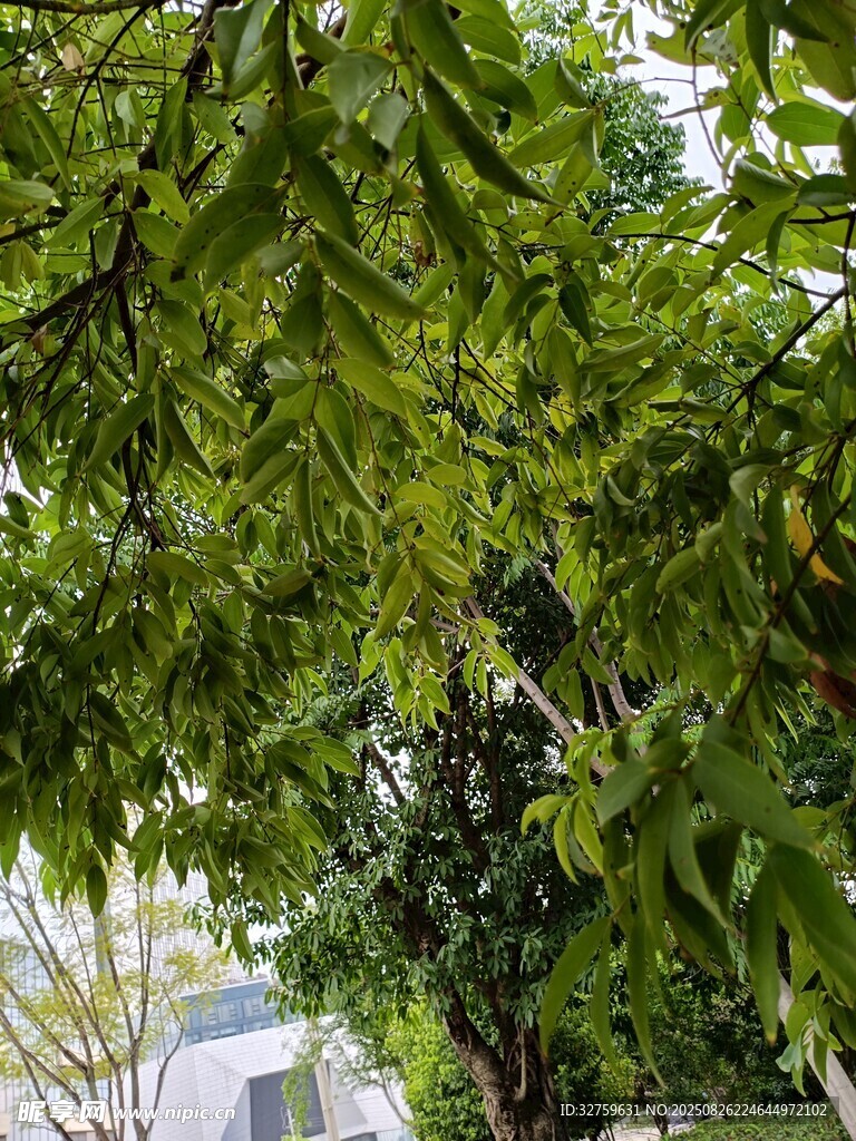 繁茂绿叶下的清新景致