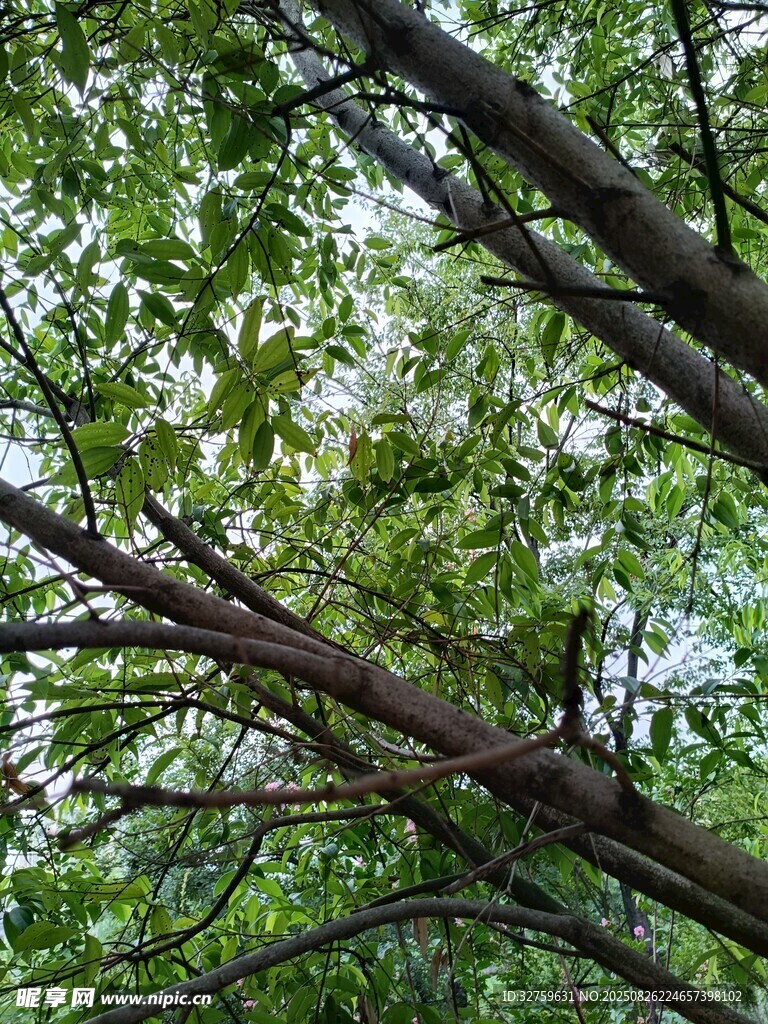繁茂树枝间的绿意盎然