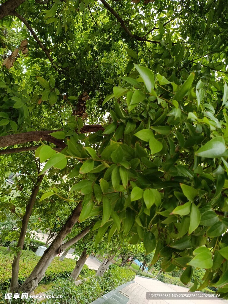 繁茂绿叶下的自然景致