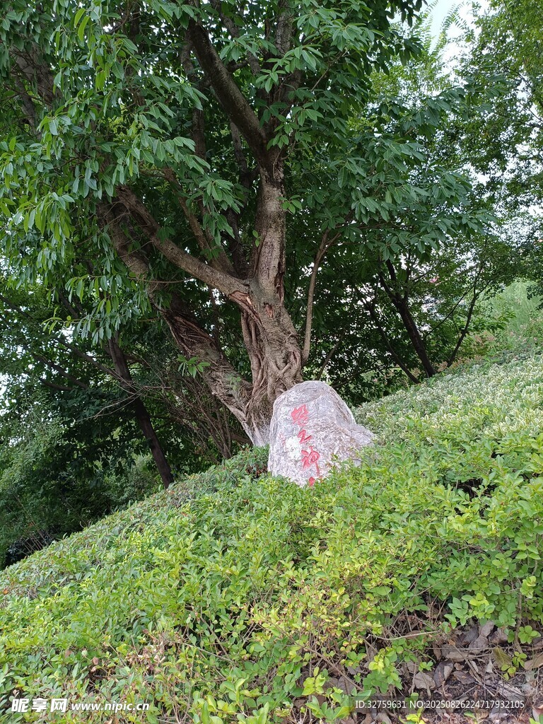绿树环绕中的别致石头