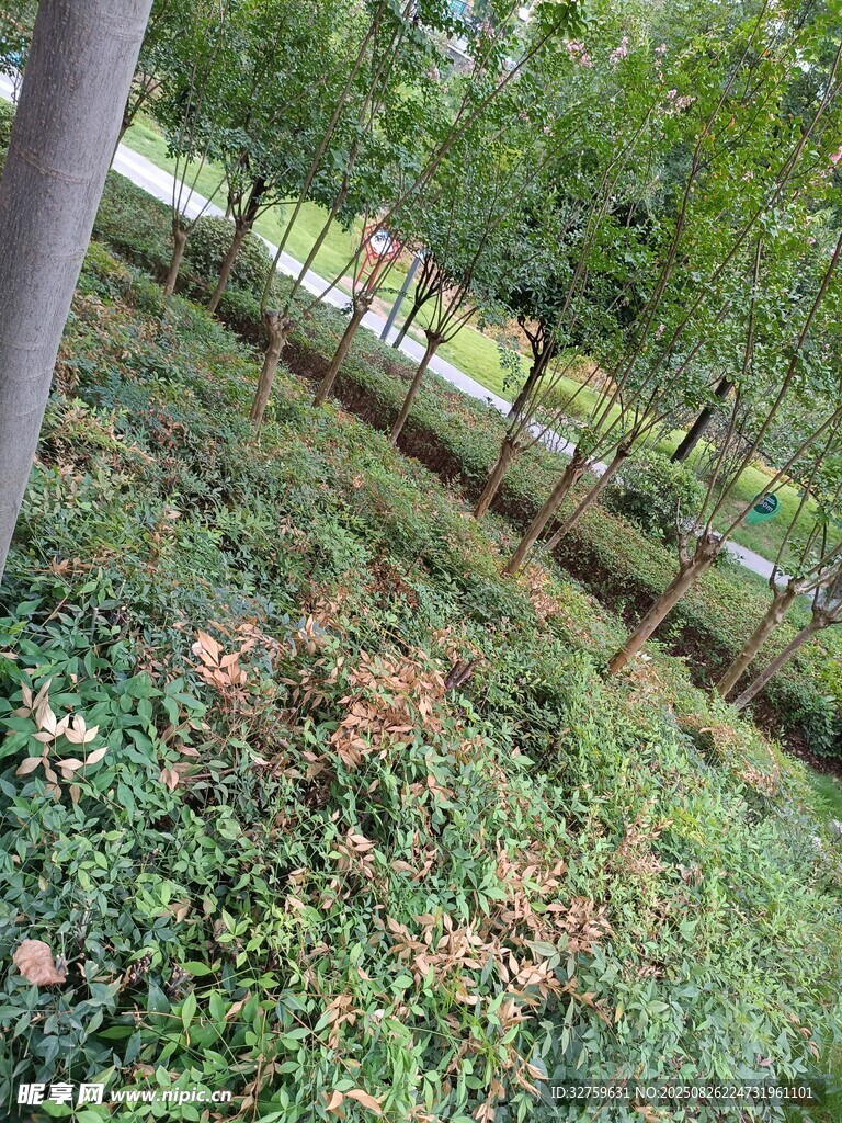 秋日林间绿植与落叶景致