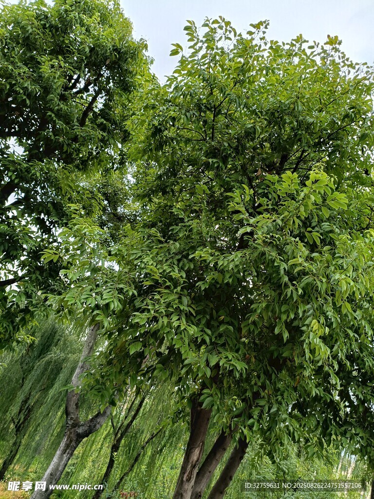 绿意盎然的树木景观