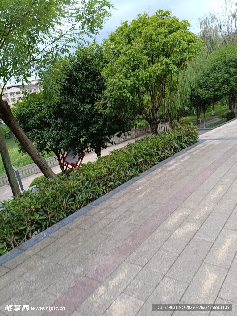 城市中整洁的林荫步道