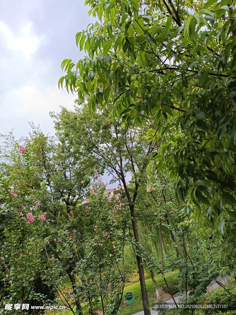 绿意盎然的树林景观