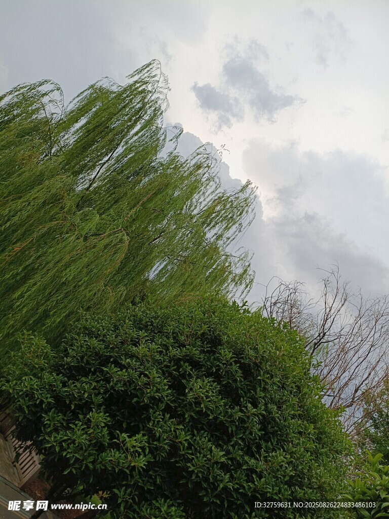 垂柳映天 