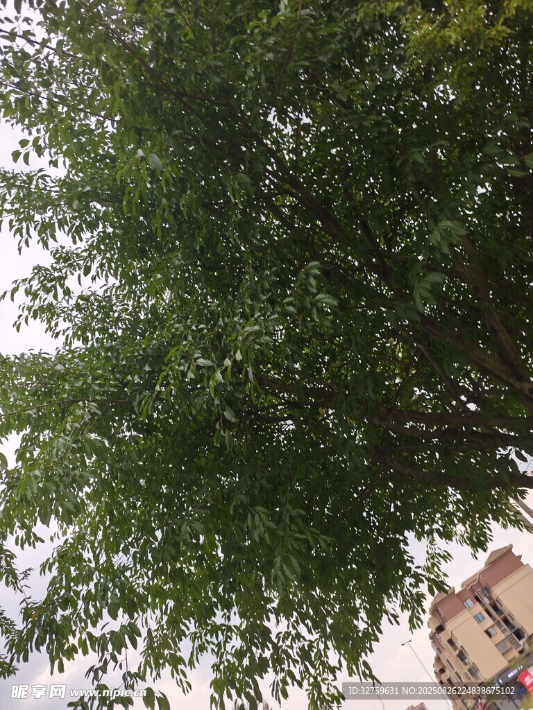 繁茂绿树与背景建筑
