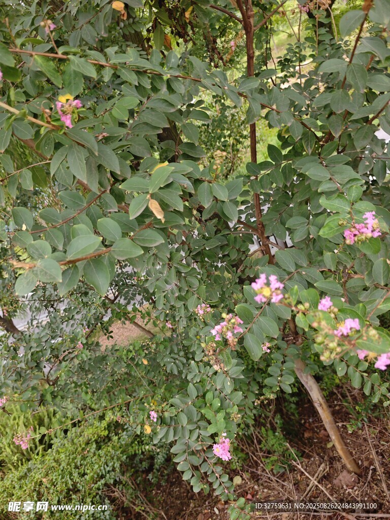 粉色花朵点缀的繁茂绿植