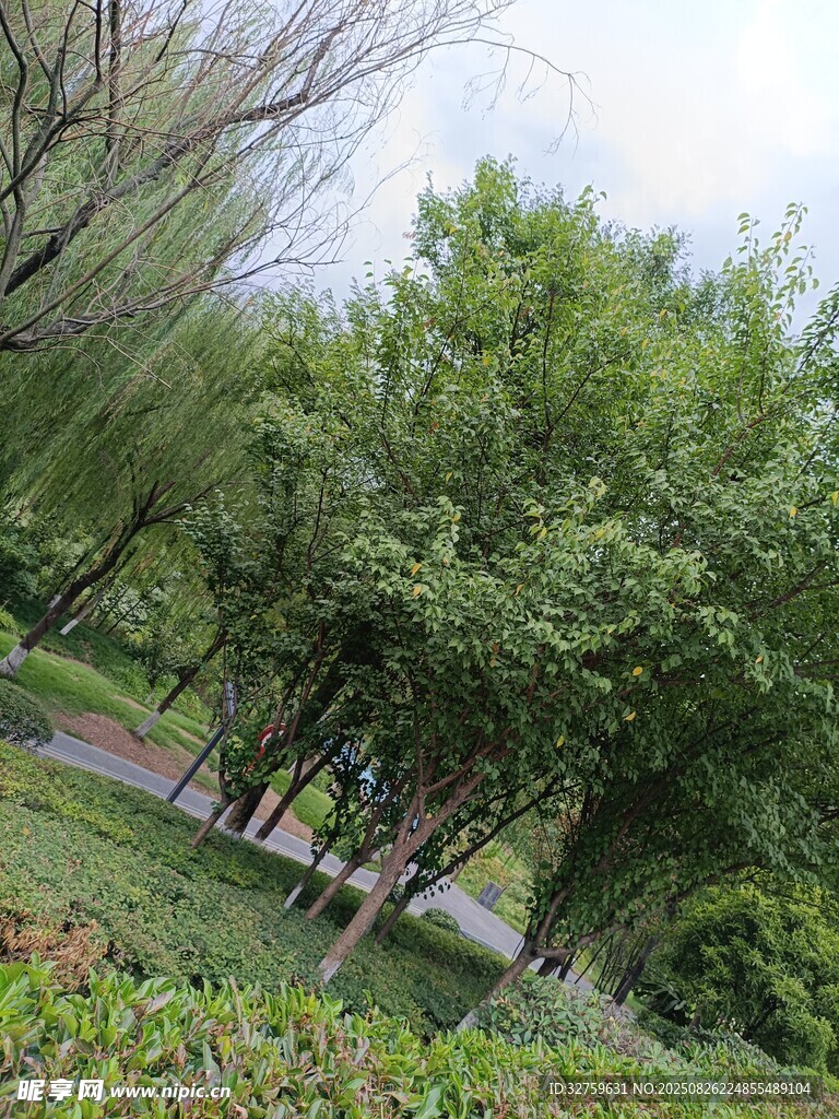 绿意盎然的户外树林景致