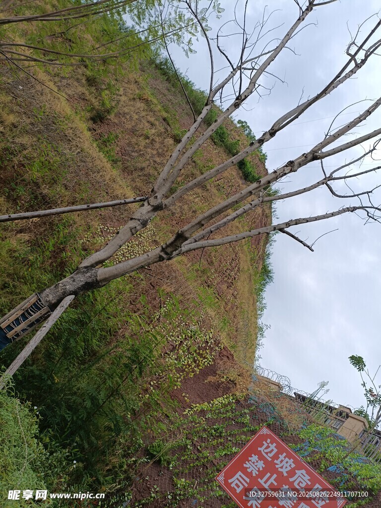 山坡边的树木与红色标牌