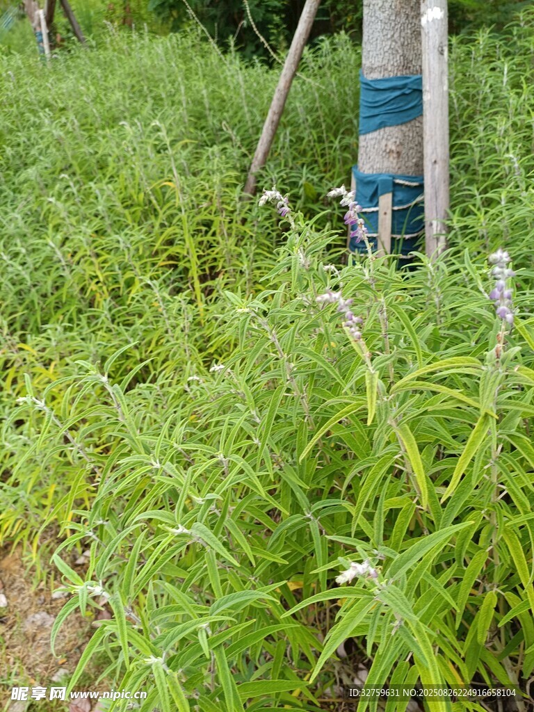 野外茂盛绿植与柱状物