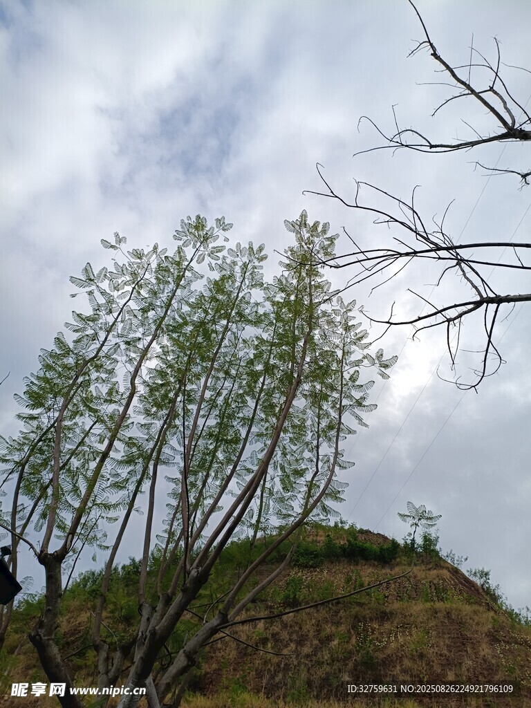山坡上的绿树与天空