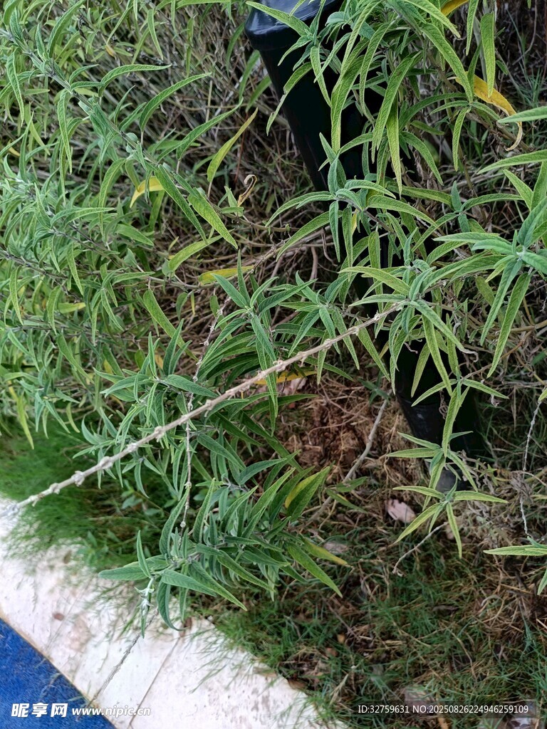 草丛中的黑色物体