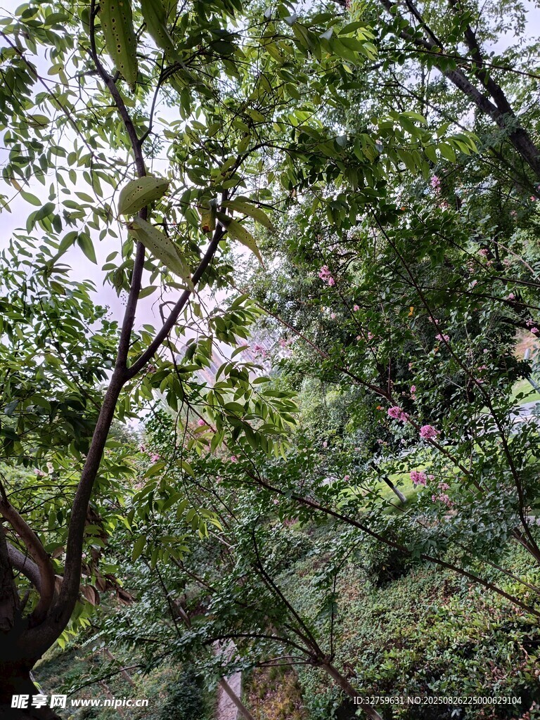 繁茂树林中的自然景致