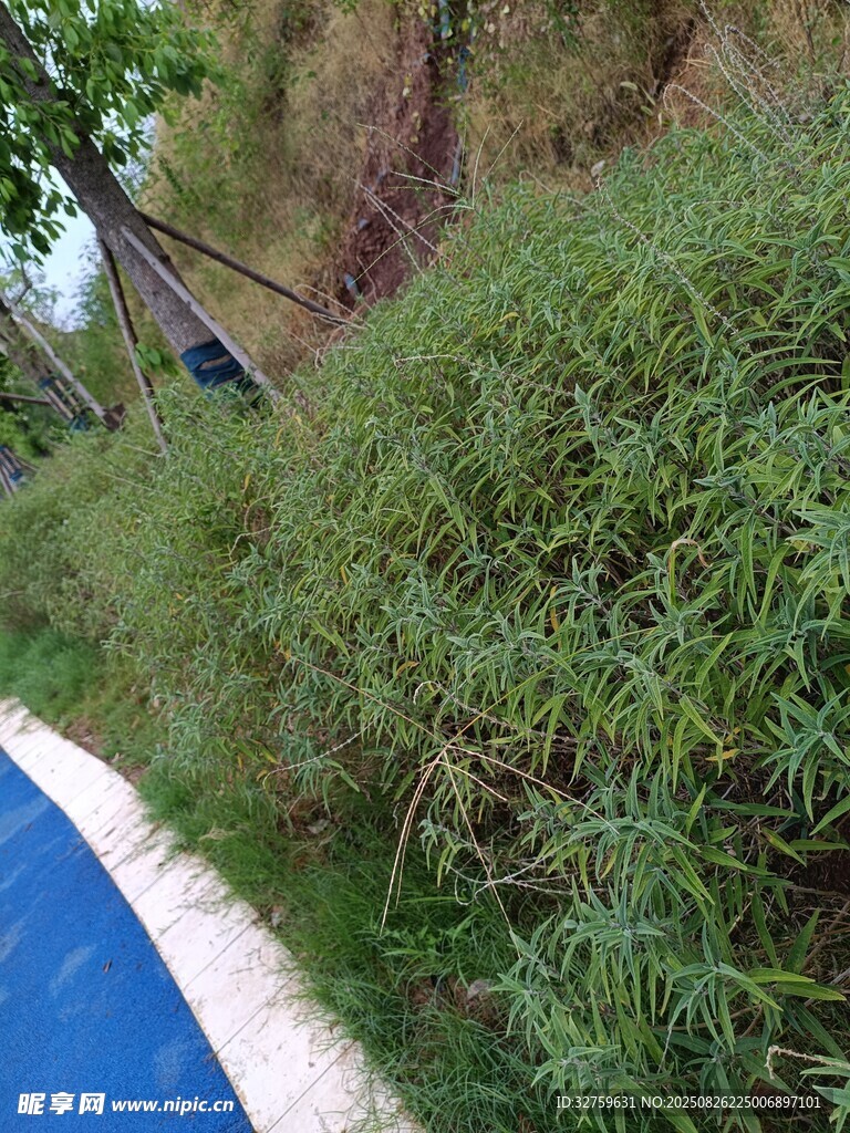 路边葱郁绿植景观