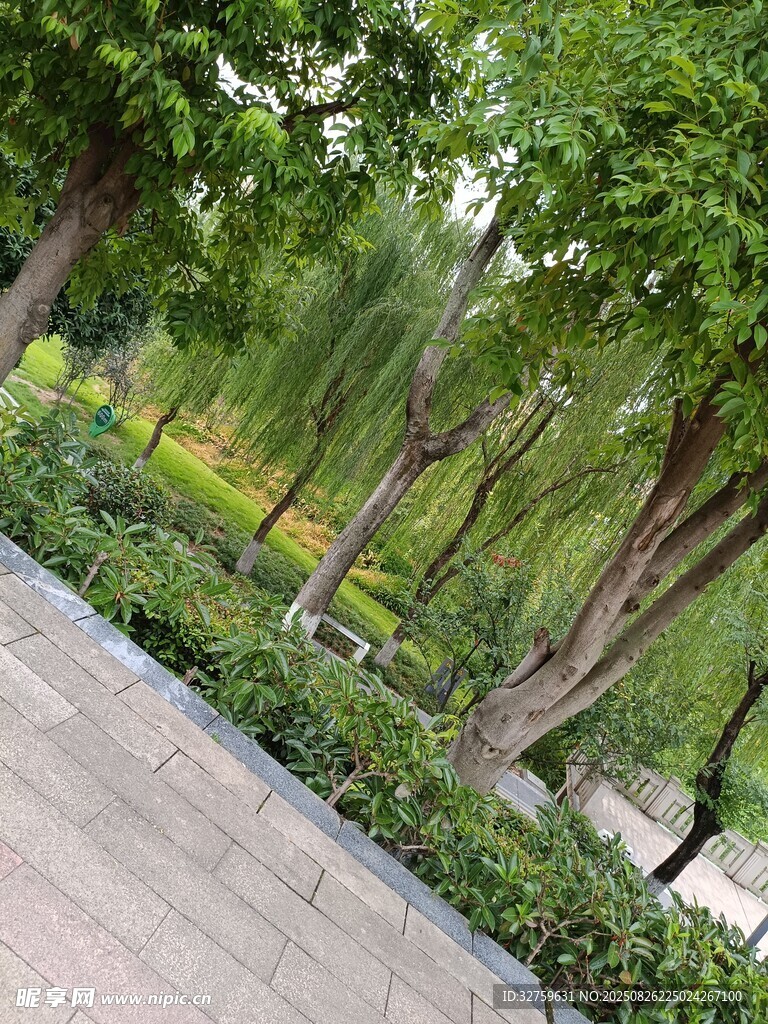 林荫步道 