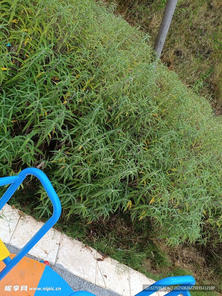 户外绿植旁的蓝色健身器材