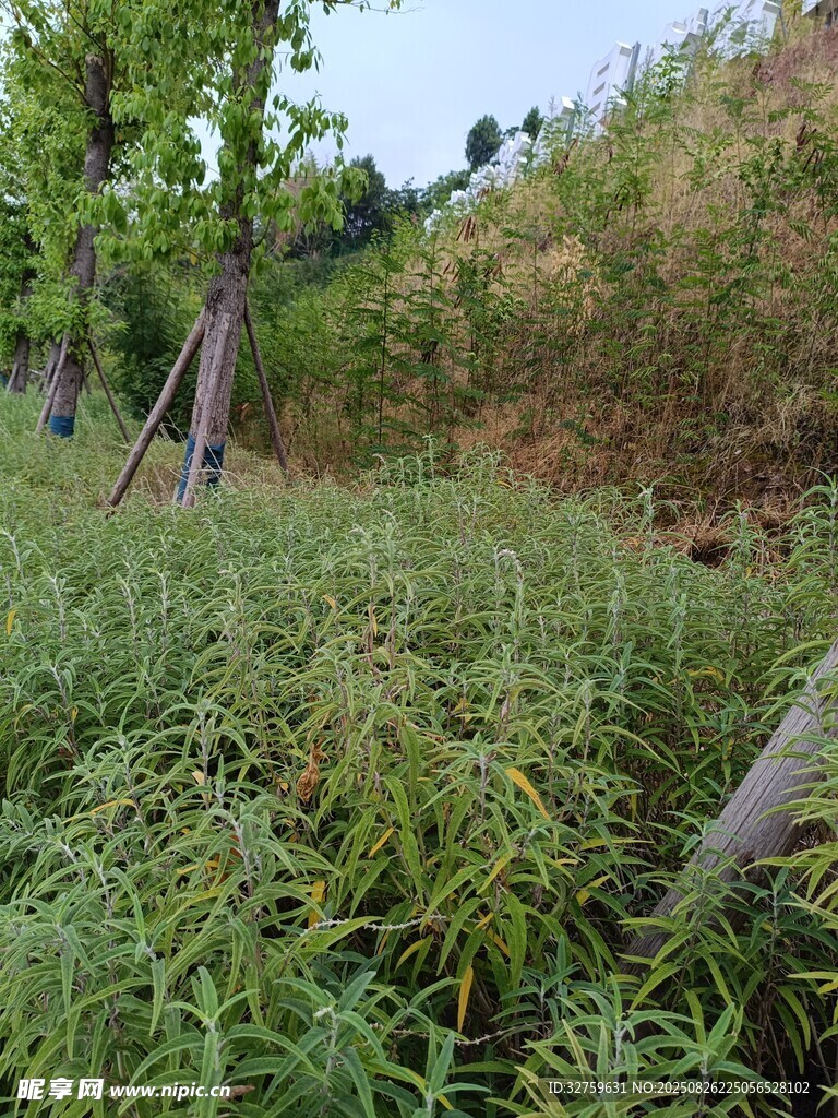 野外茂盛的绿色植物景观