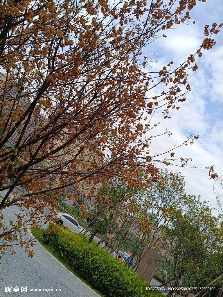 春日繁花满枝的街道景象