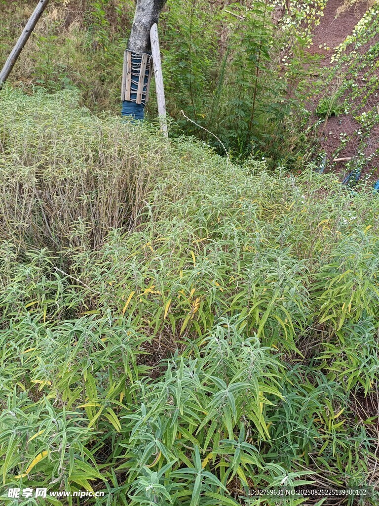 山坡上的繁茂绿植
