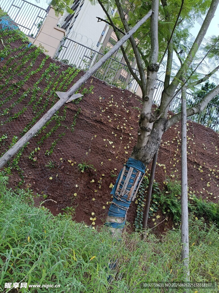 新植树木的支撑保护场景