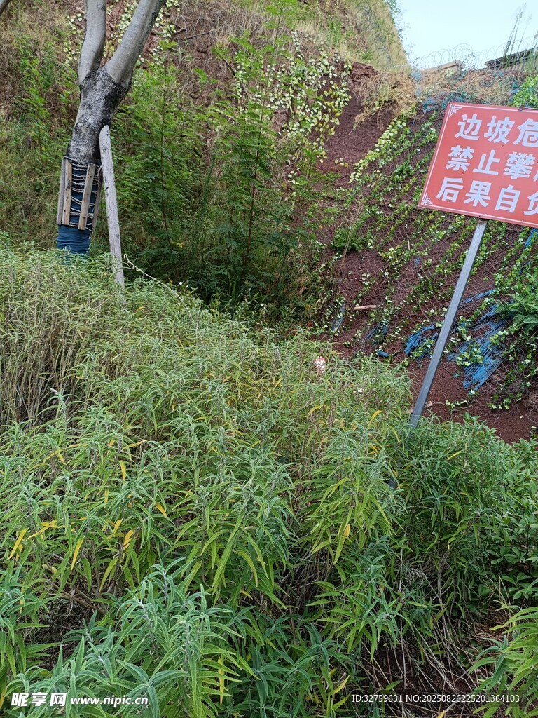 山坡绿植与警示标识