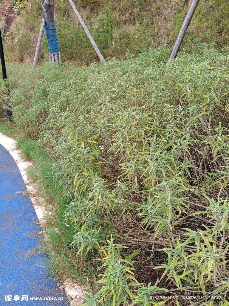 路边繁茂的绿色植物