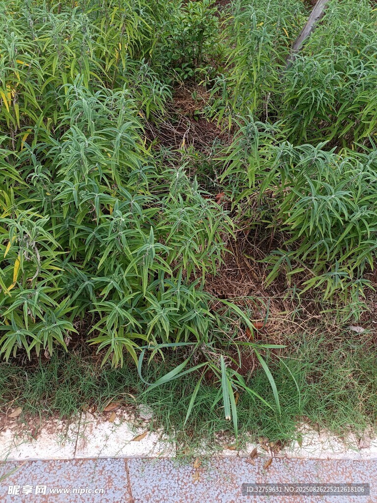 路边繁茂的绿色植物