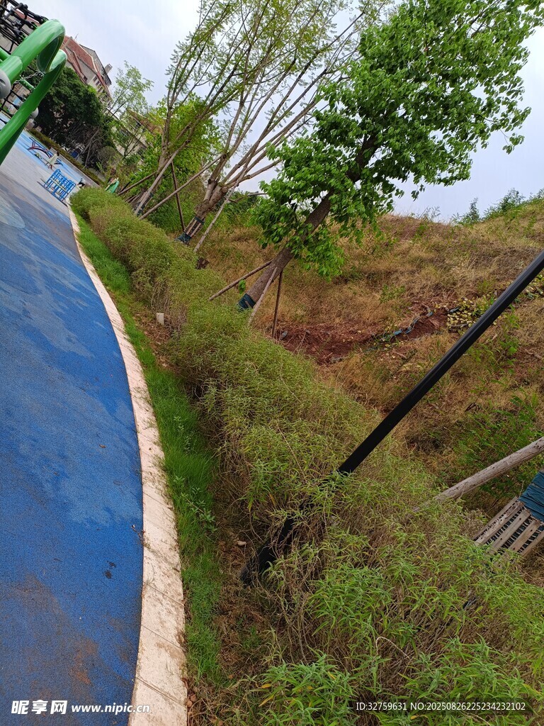 蓝色步道旁的绿植景观