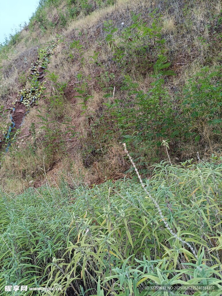 山坡上的繁茂绿植
