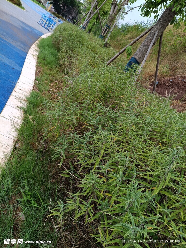 路边繁茂绿植景观