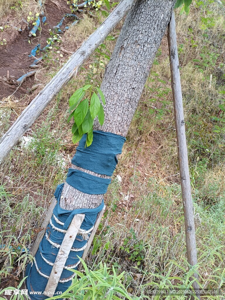 树干缠绕物助力树木生长