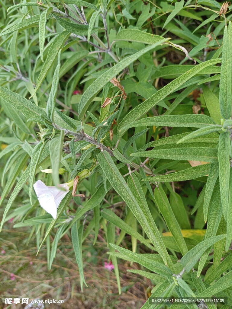 绿叶间的白色蝴蝶