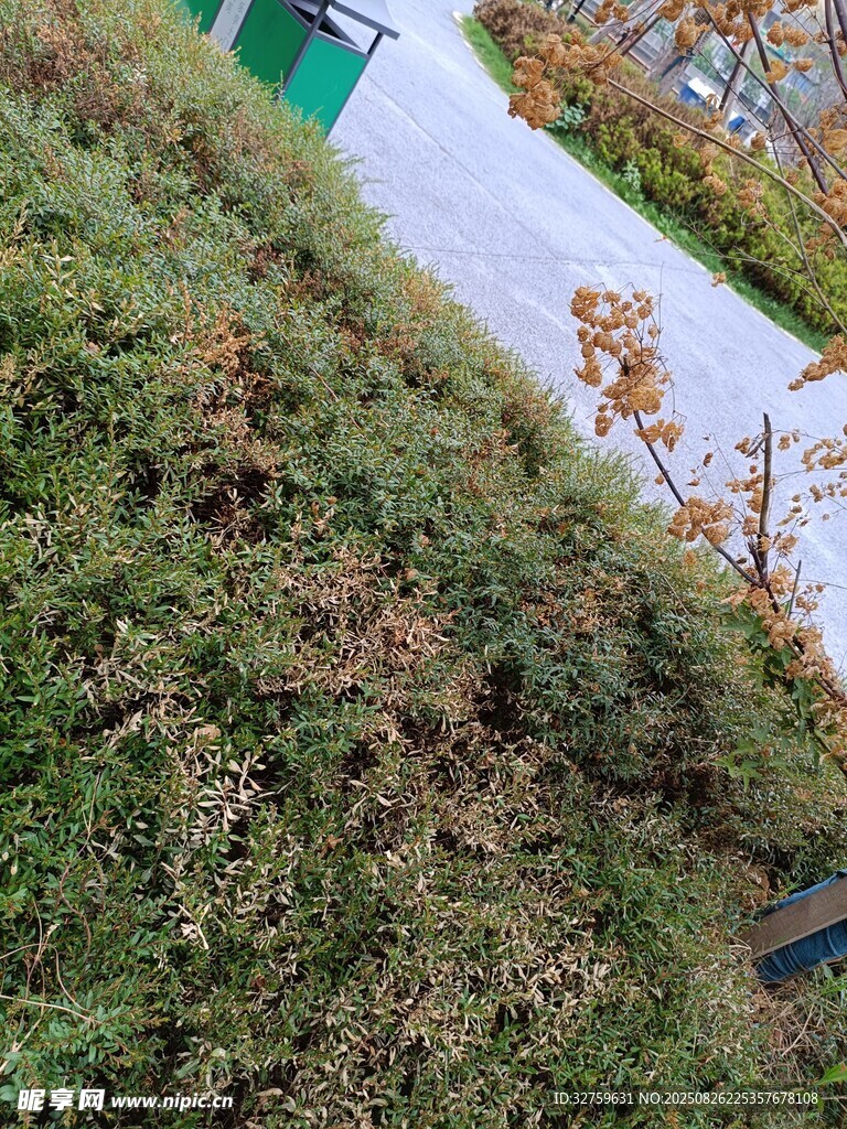 户外斜坡上的绿色植被