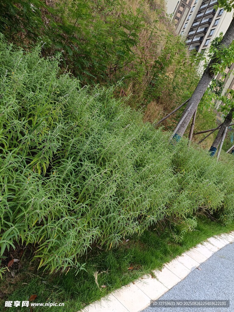 路边茂盛的绿色植物