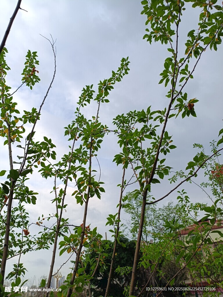 绿树成荫的清新自然景象