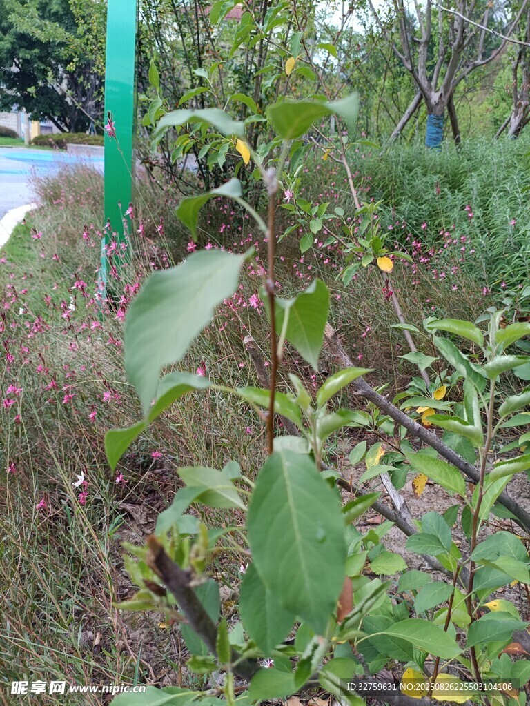 路边生长的绿色植物