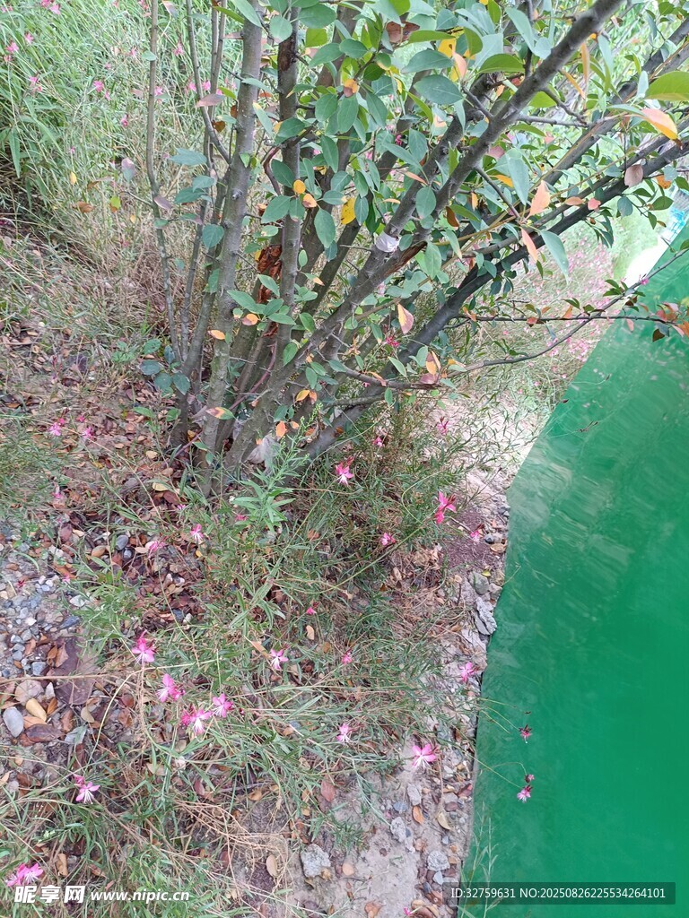 溪边繁茂植物俯拍景象