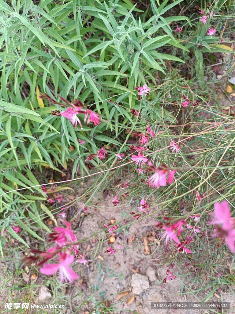 草丛中的粉色小花