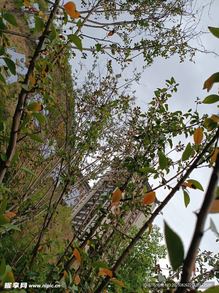 秋日林间枝叶景致