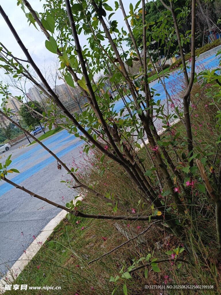 河边绿植与蜿蜒步道景色